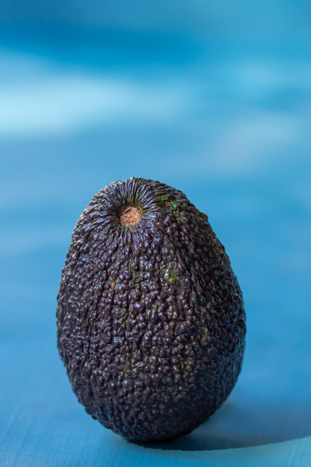 avocado still life