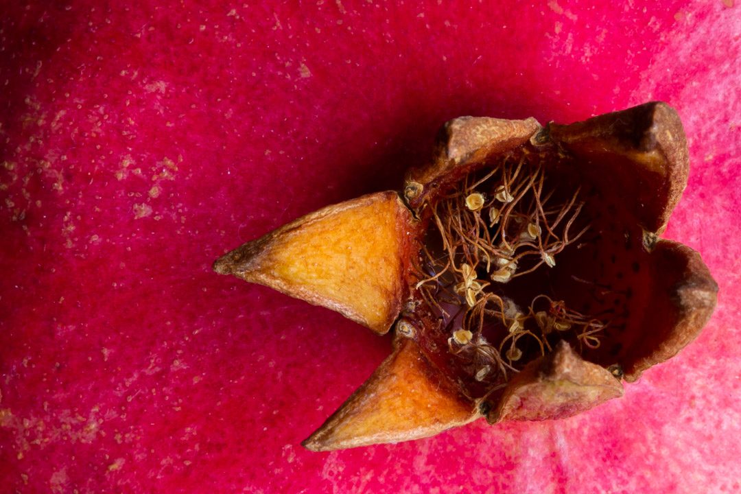 close up of pomegranate from above used to make grenadine