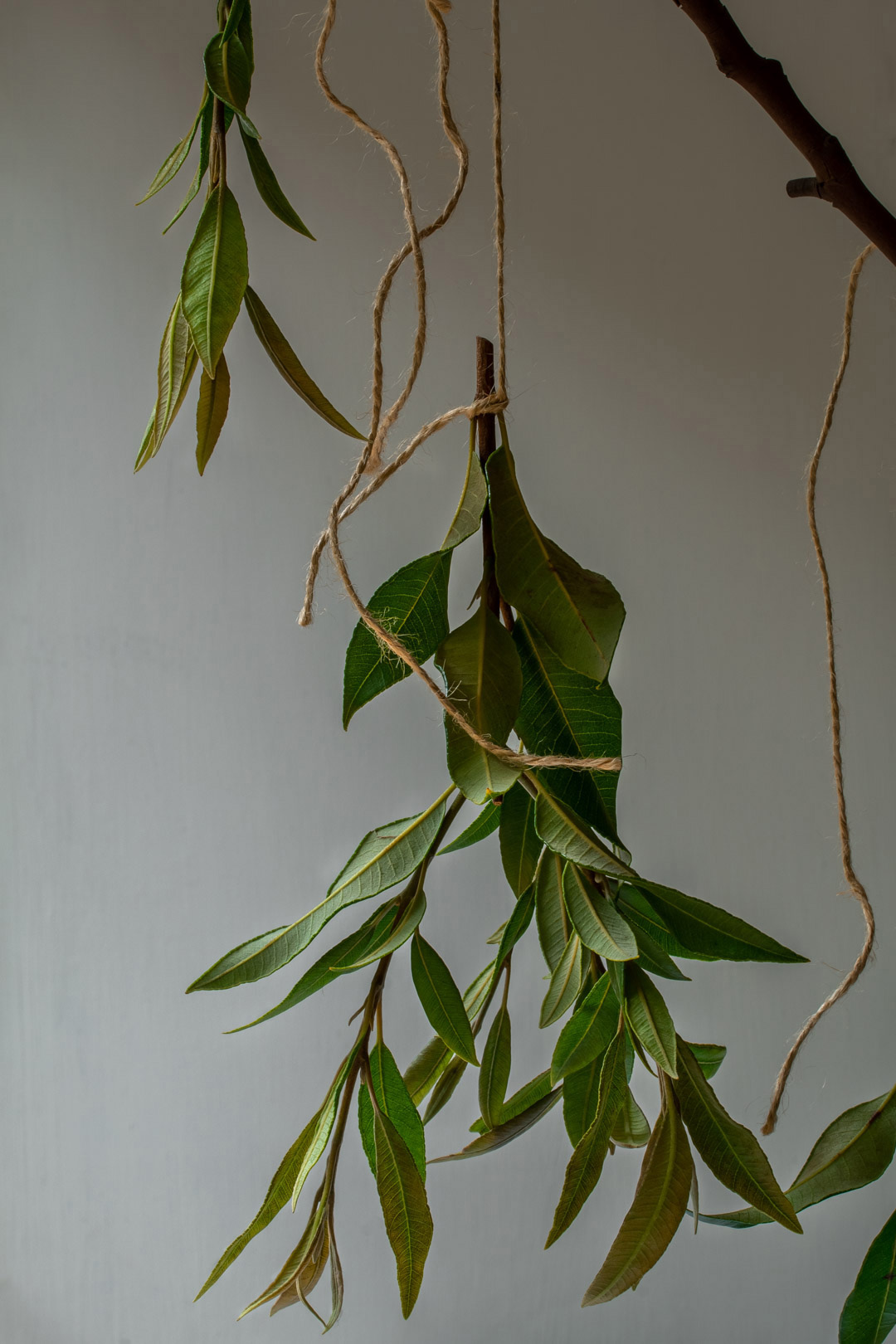 lemon myrtle leaves large bunch suspended for lemon myrtle honey syrup