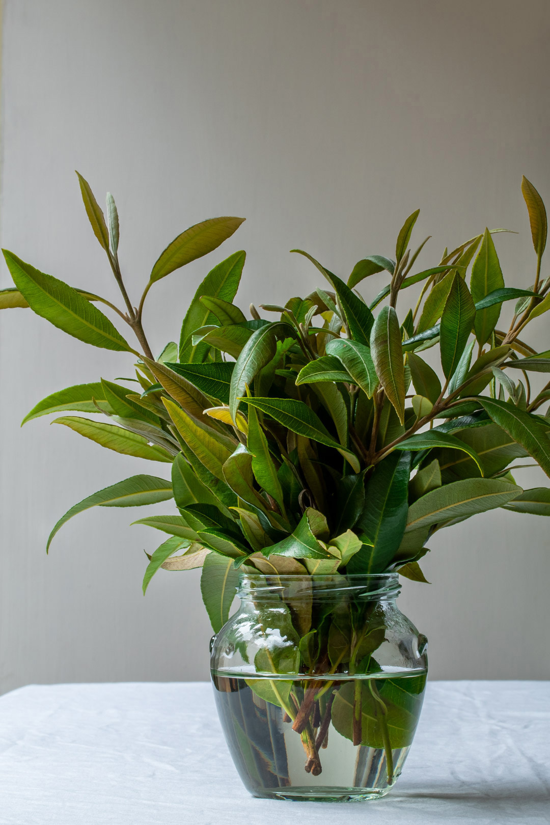 lemon myrtle leaves in glass jar of water for lemon myrtle honey syrup