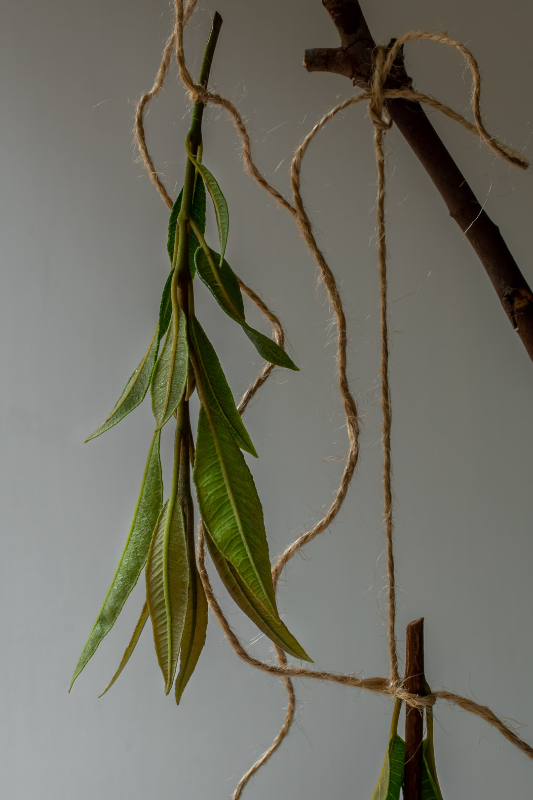 small bunch lemon myrtle leaves suspended for lemon myrtle honey syrup