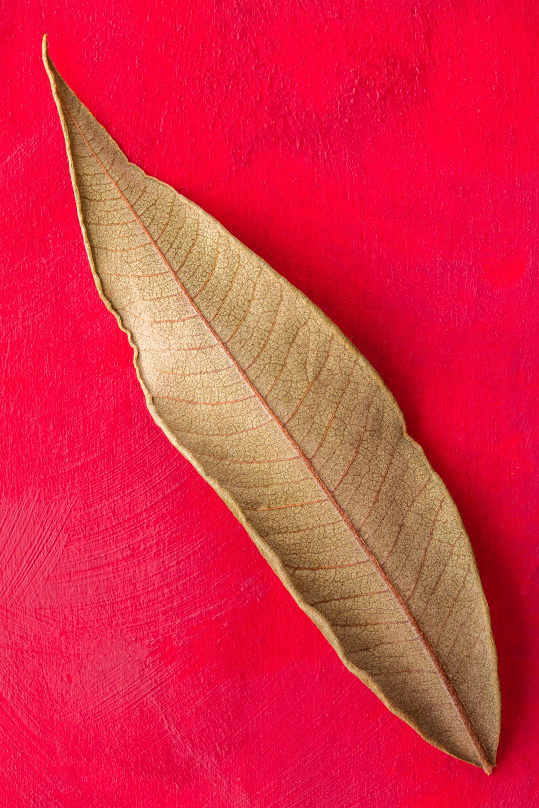 dried lemon myrtle leaf on red background for rainforest gin tonica