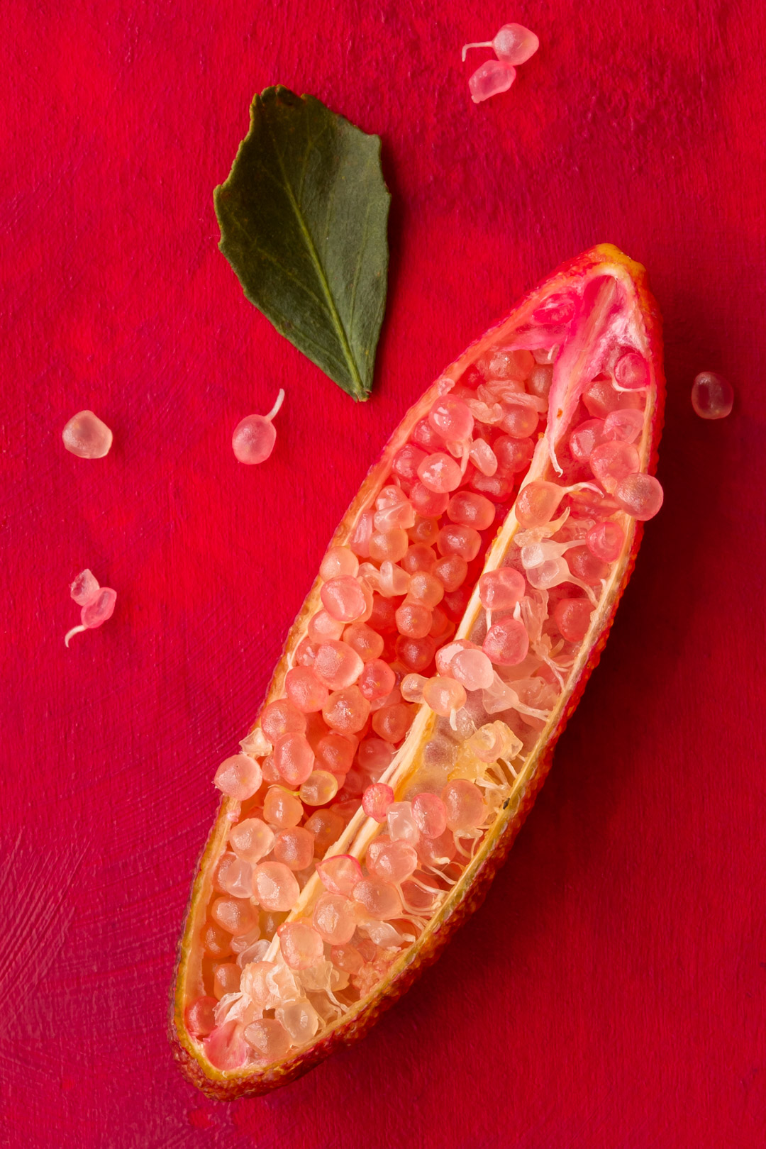 single pink finger lime with leaf for rainforest gin tonica