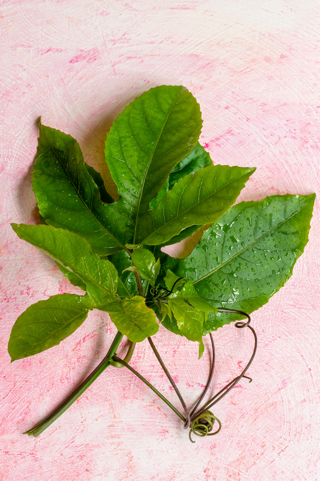 fresh passionfruit leaf