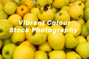 vibrant colour stock photography: golden delicious apples