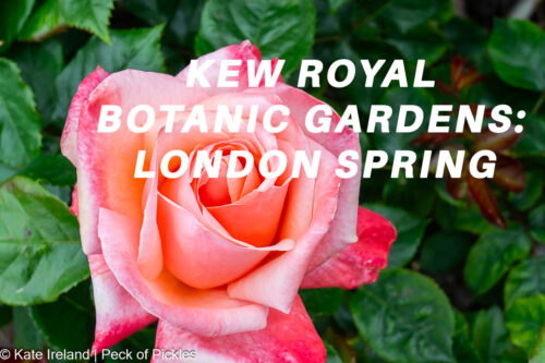 blush rose, kew royal botanic gardens, london spring