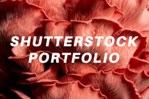 pink oyster mushrooms close up