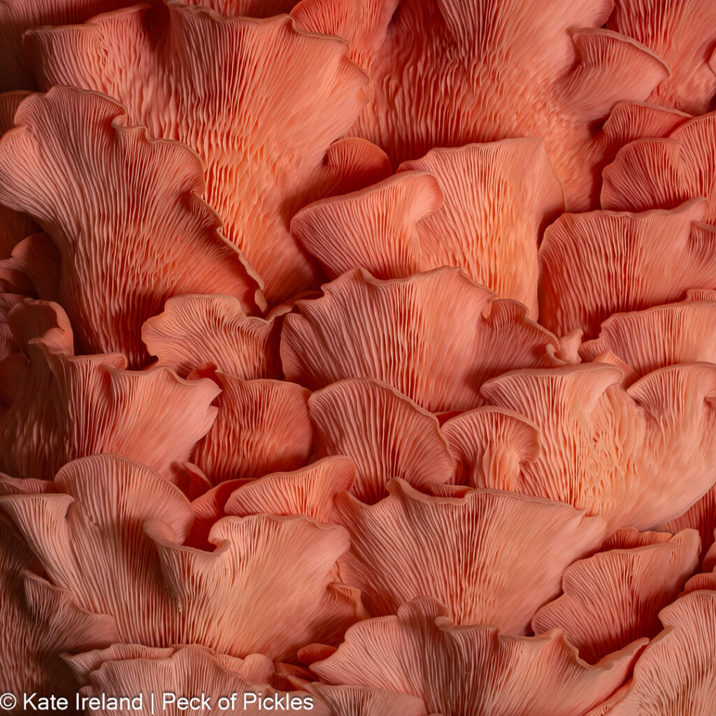 pink oyster mushrooms waves flatlay, 2024