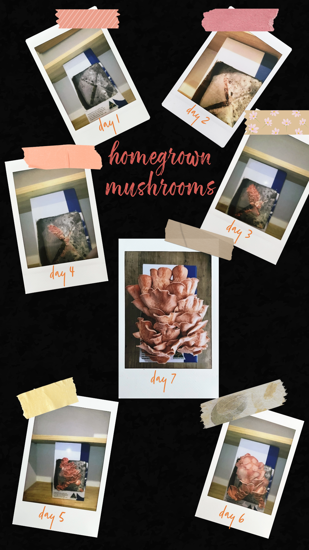 Instax Behind the Scenes Diary: Homegrown Pink Oyster Mushrooms instax photos of growing pink oyster mushrooms at home in my spare half bathroom over 7 days
