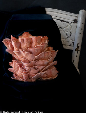 pink oysters on chair