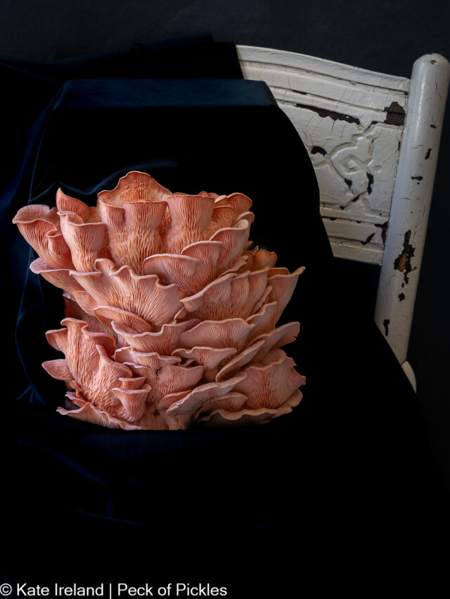 Food Photo Styling Tutorial